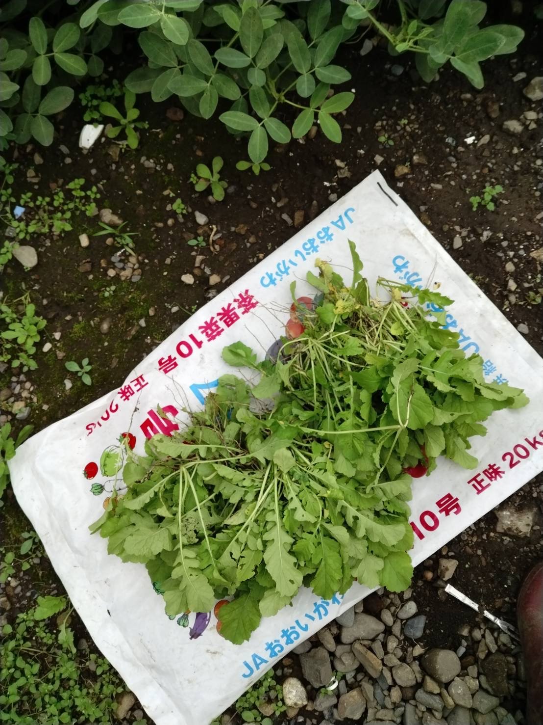 なんでぬき菜作業やるのかナー？やればわかる体験【冬大根（抜き菜 体験）】