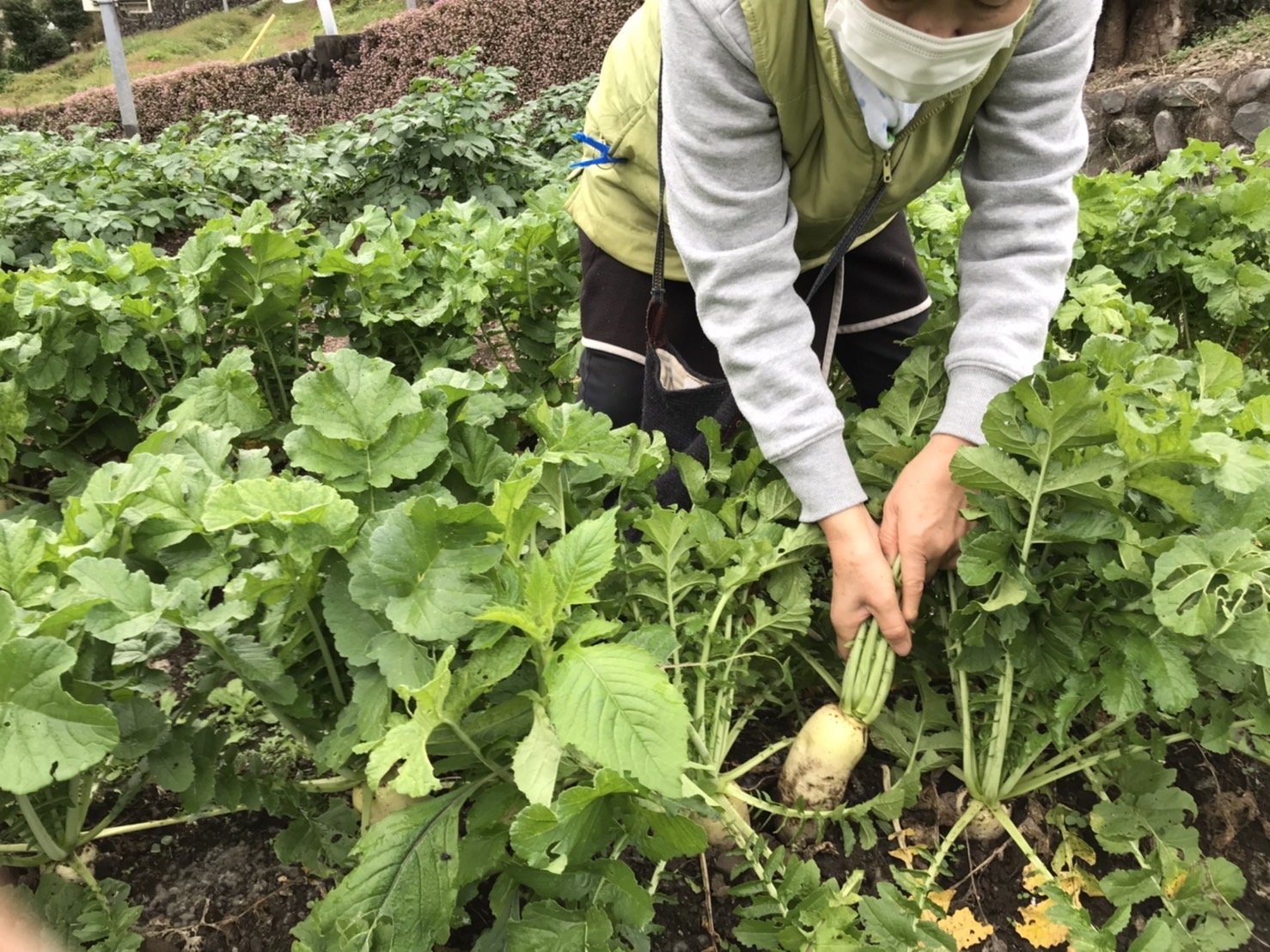 甘くてやわらかな冬大根を夢見て種まきをやっちゃおー！【冬大根（種まき 体験）】