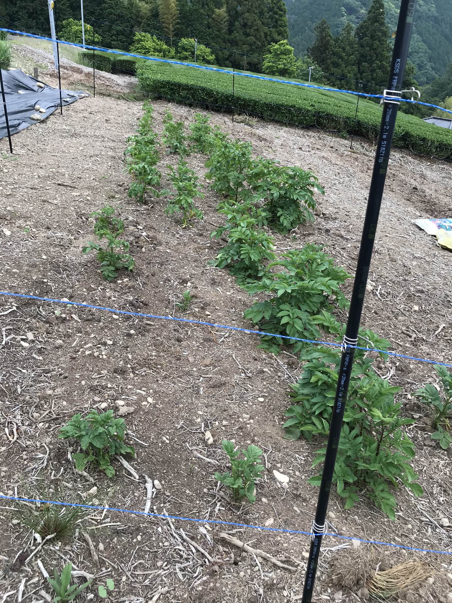 えー！せっかく出てきた芽取っちゃうのぉ！【秋じゃがいも（芽かき 体験）】