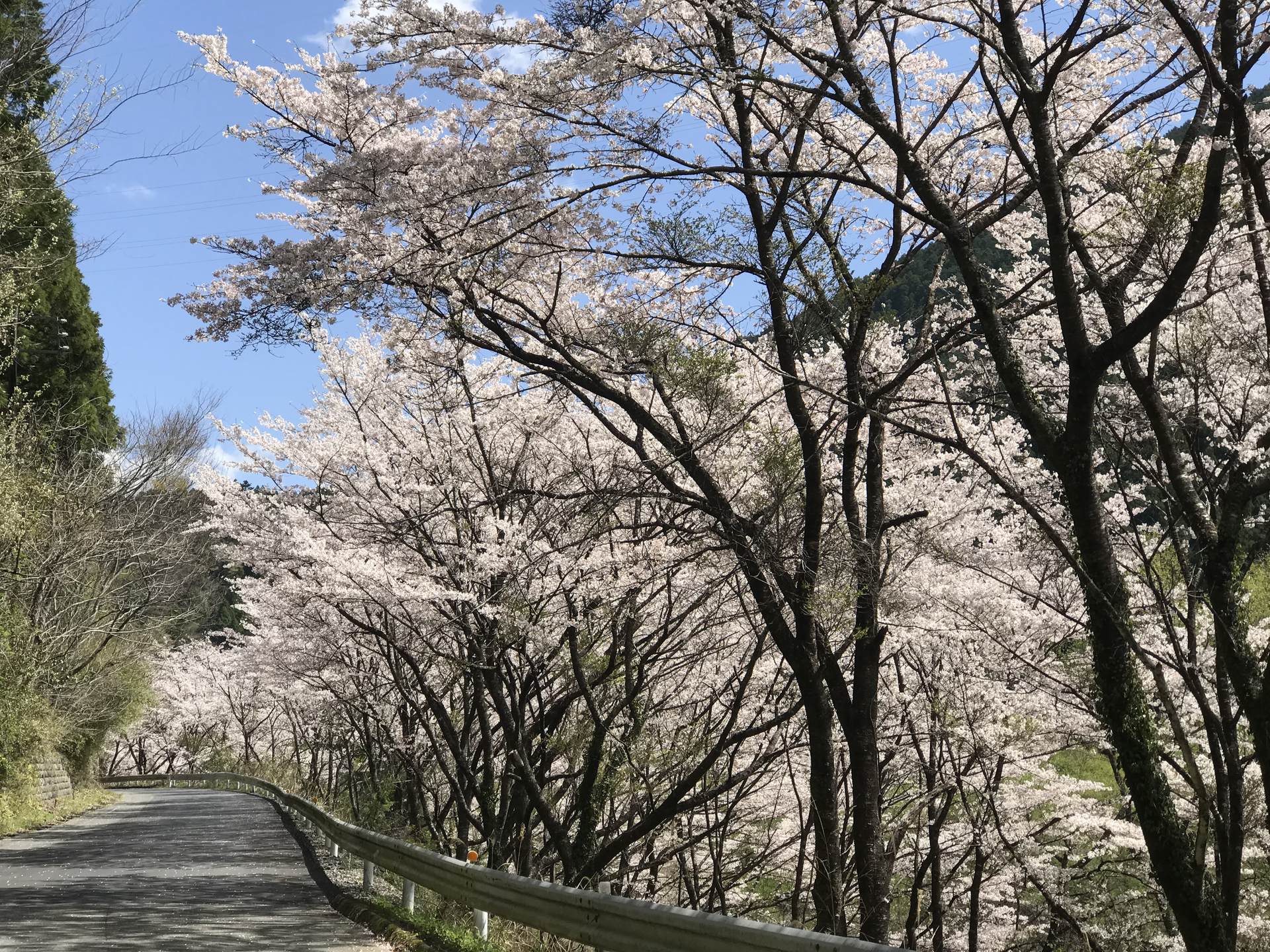 おいしいじゃがいもが取れることを願って土寄せ、芽かき作業をやろう!【春じゃがいも(芽かき 体験)】