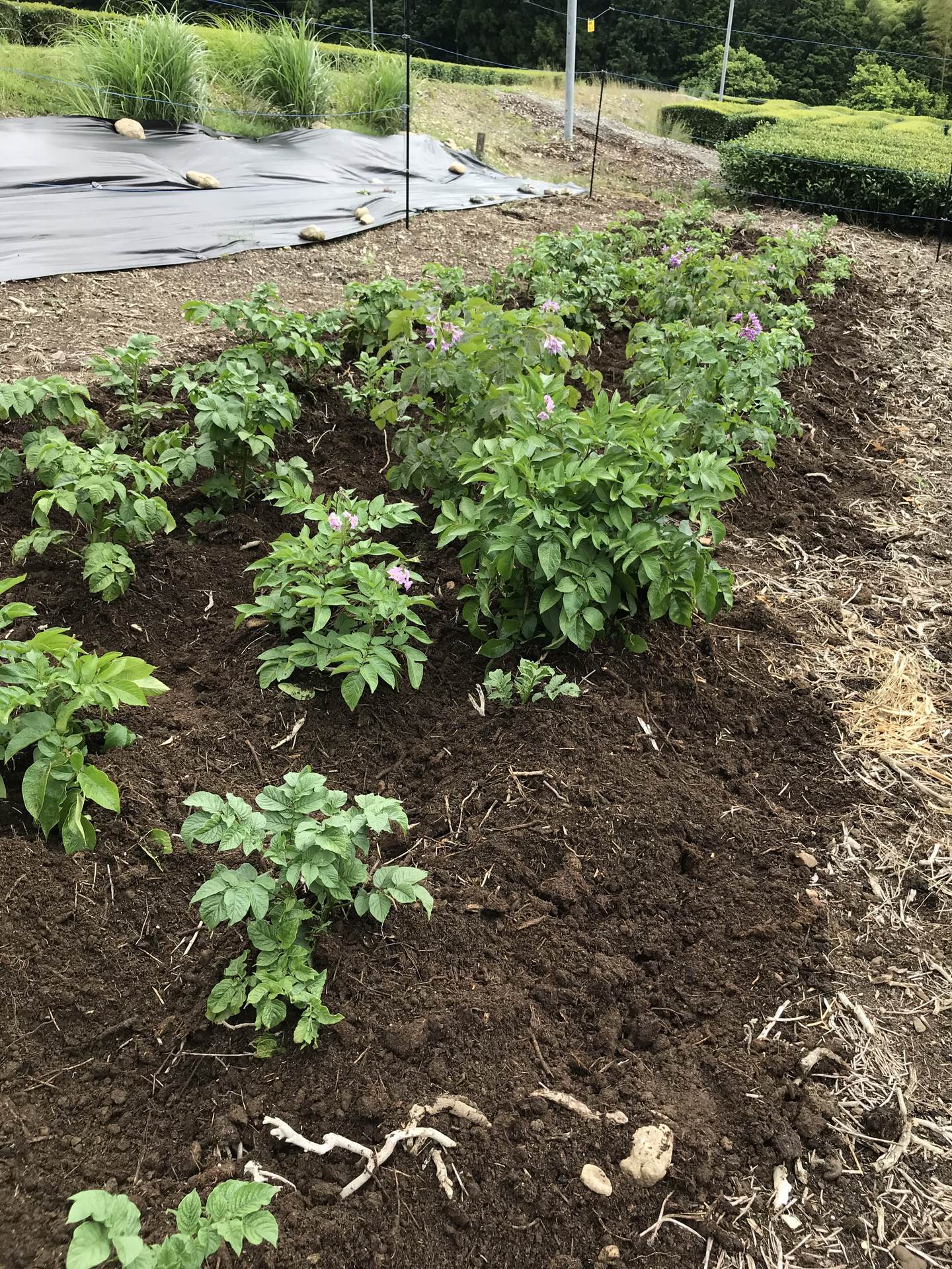 おいしいじゃがいもが取れることを願って土寄せ、芽かき作業をやろう!【春じゃがいも(芽かき 体験)】