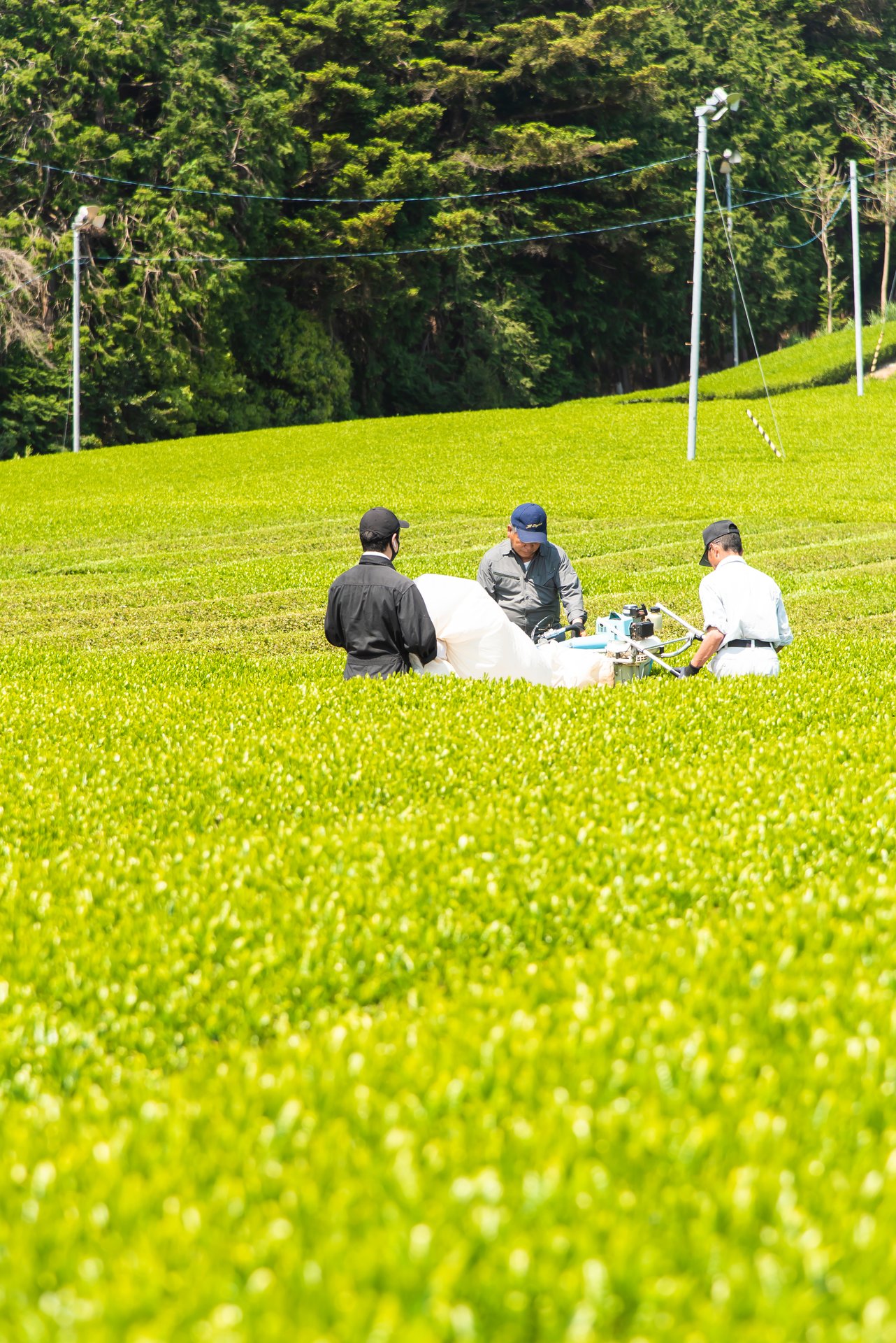 川根茶