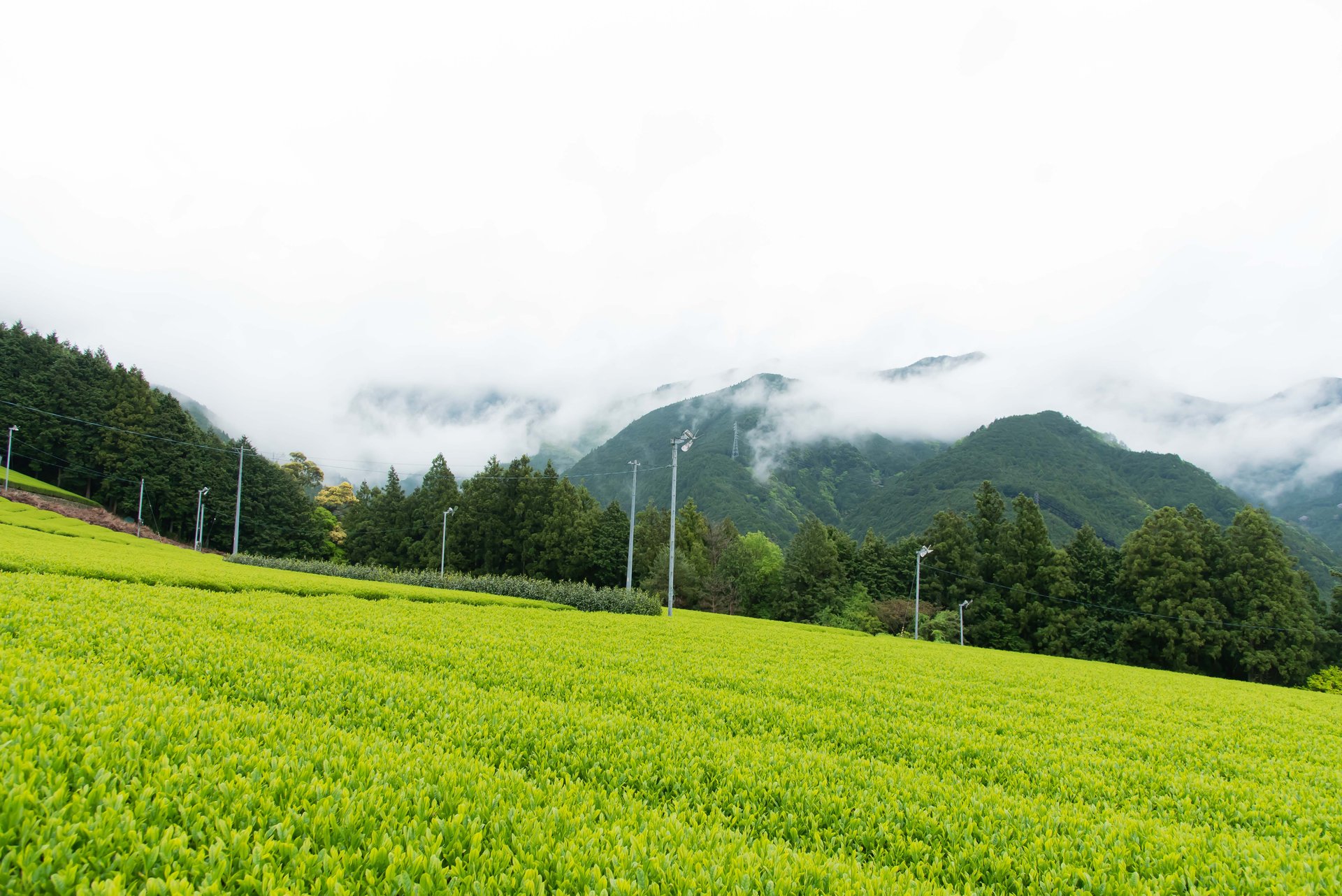 川根茶