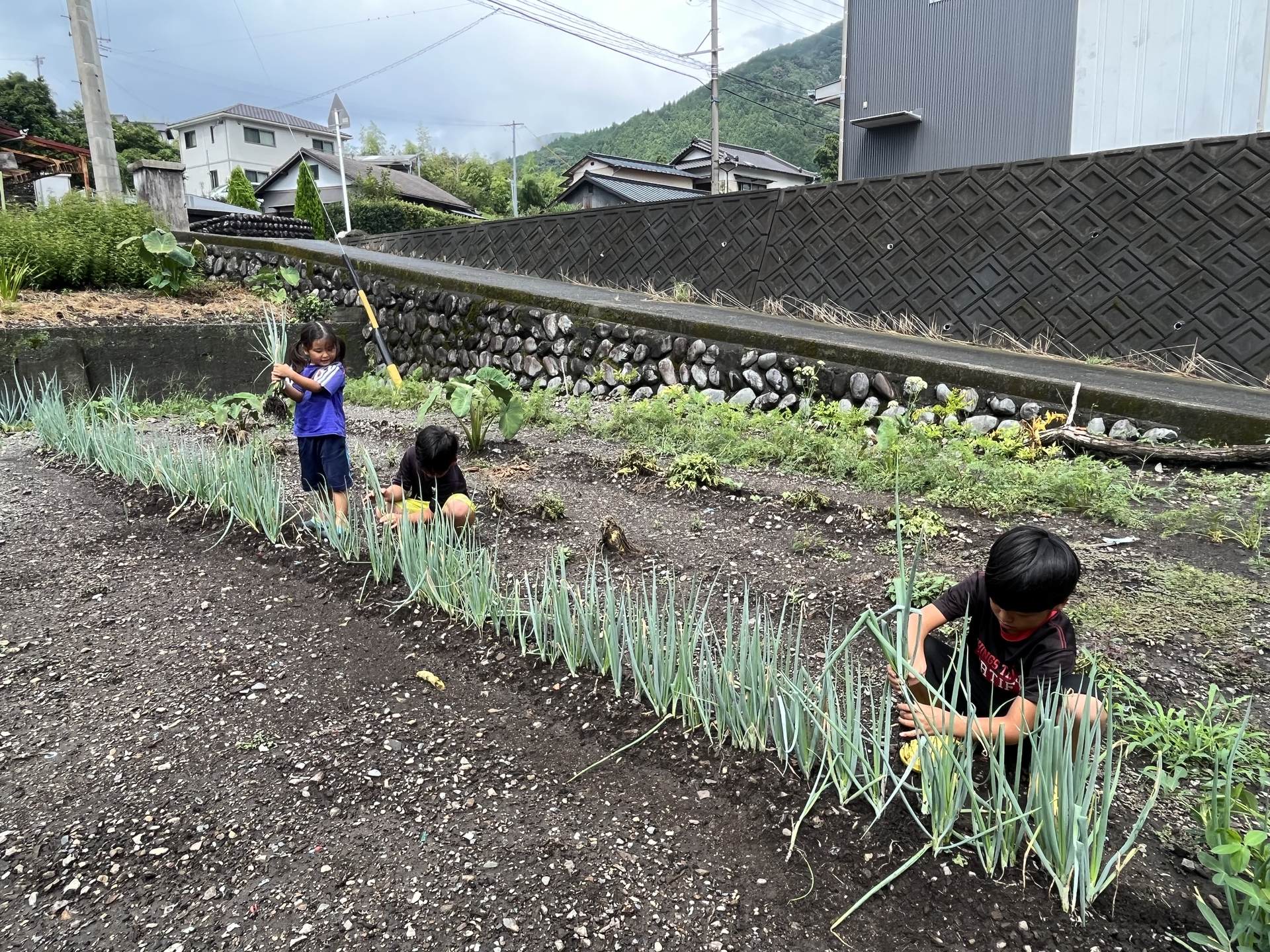 ワサワサネギ畑で、どのネギ取ろうか悩んじゃおー!【ネギ(収穫 体験)】