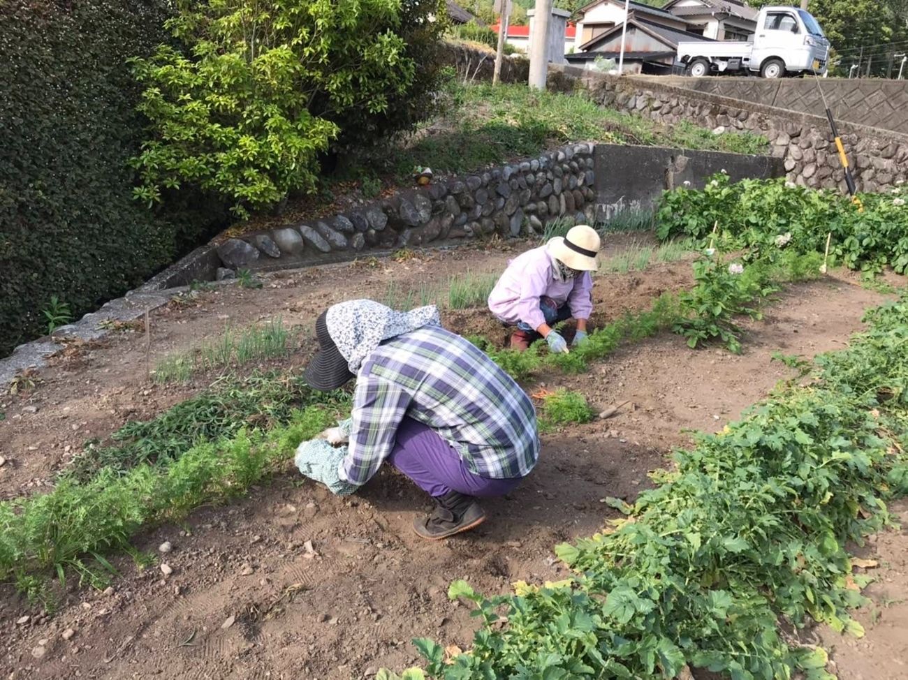 人参畑での間引き作業