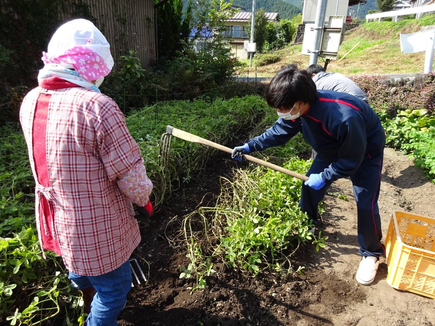 え?落花生って根っこ?実???掘ってみてぇー♪【落花生(収穫 体験)】