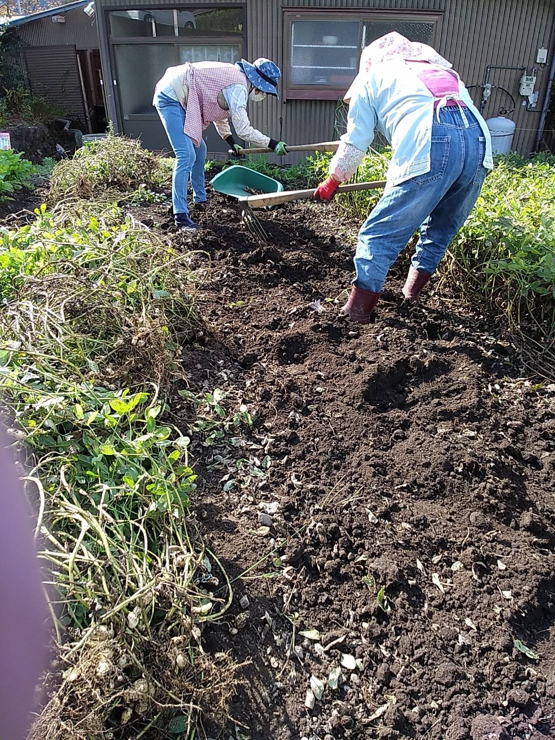 え?落花生って根っこ?実???掘ってみてぇー♪【落花生(収穫 体験)】
