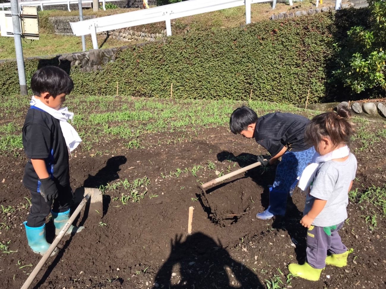 畑での農業体験
